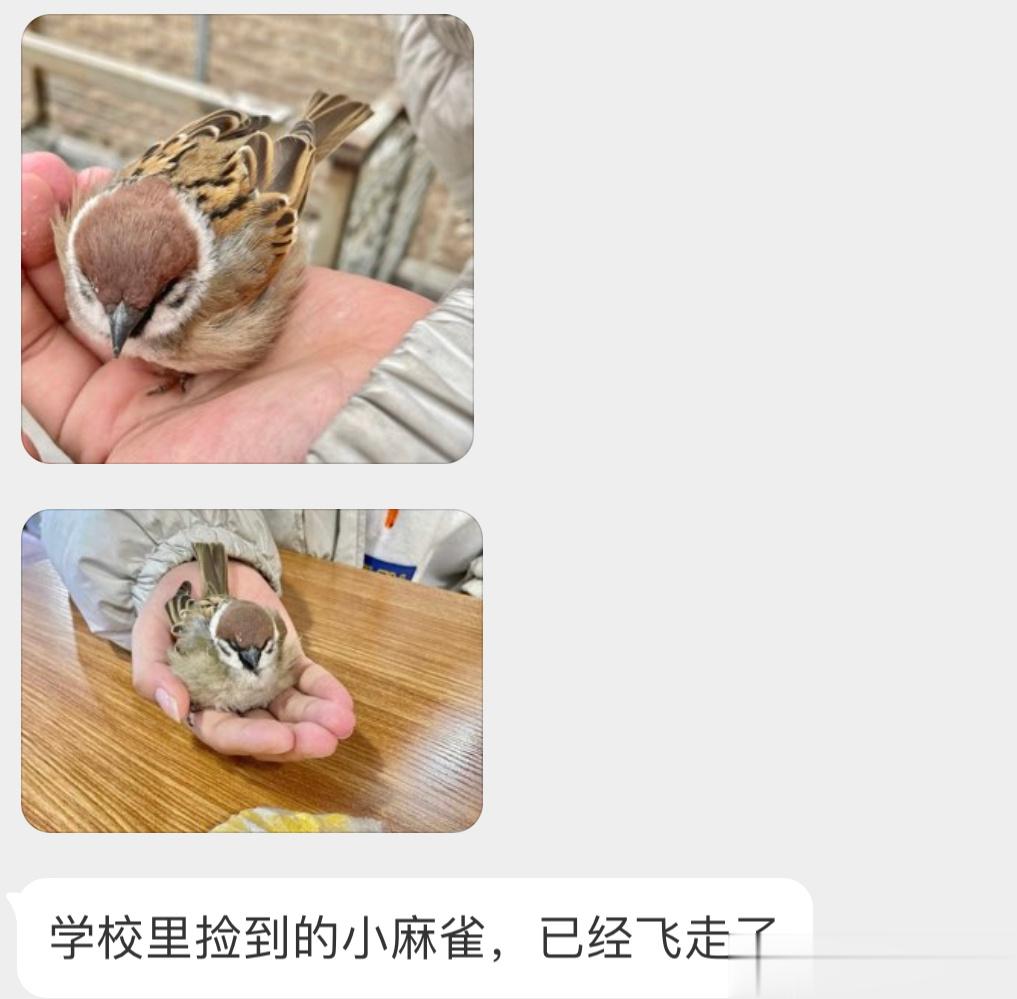 一团小麻雀[开学季]天冷了，小鸟会蓬松羽毛取暖冬天的鸟都格外胖！ ​​​
