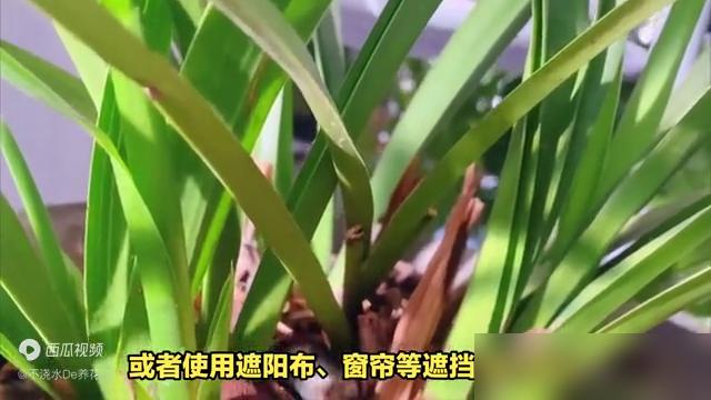 天呐！养了两年的春兰突然叶子焦成“干菜”，原来我夏天正午还把它搁阳台暴晒！最近兰