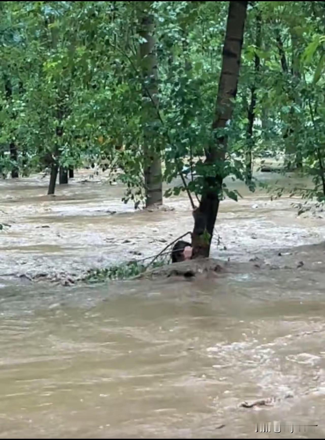 河北暴雨致一露营地多人凌晨被困，亲历者：洪水中6人抱一棵树5小时

近日，河北省