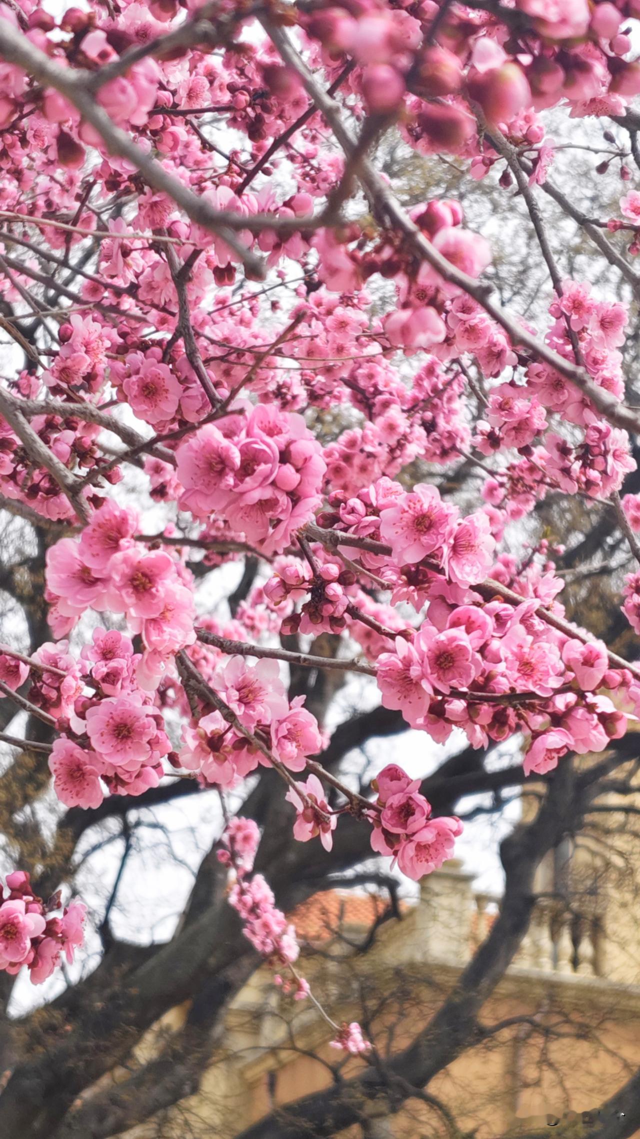 其实那用到处乱跑，村里老妈的房前屋后到处都是花，压根都不用走远，过几天估计樱花也