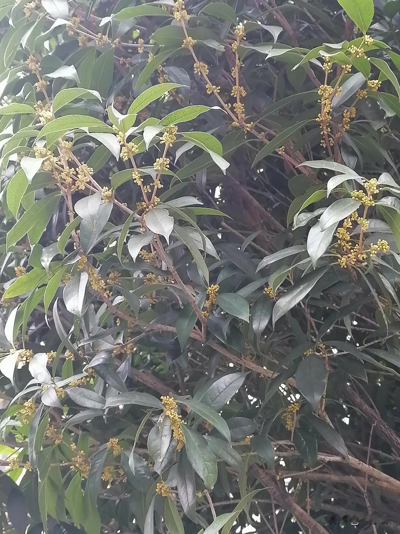 贵州的桂花终于想开了，挂在树上含苞待放，只不过不去年要来得晚一些，远方的朋友，你