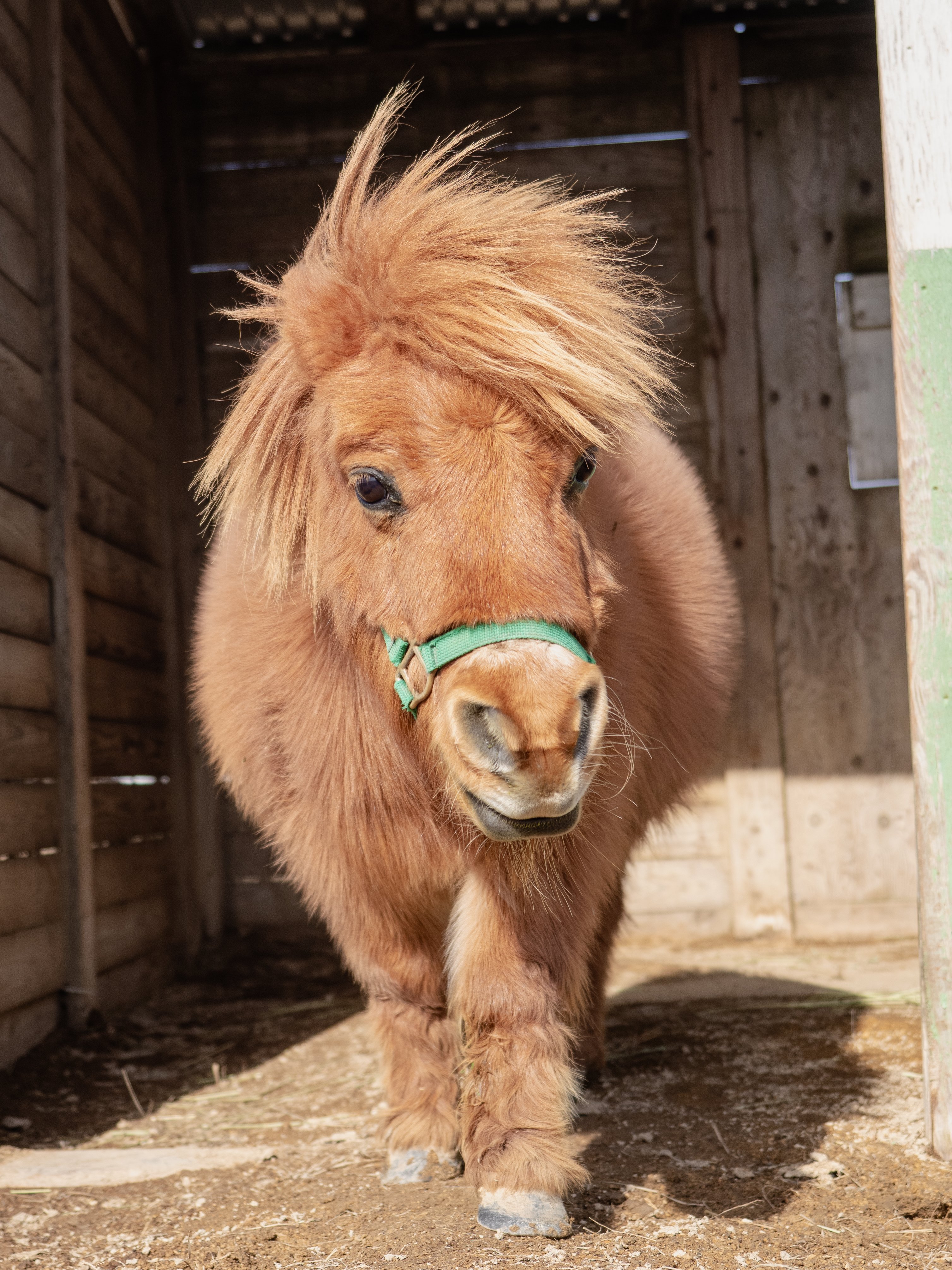 精神小马~~【推：torosuke_DQ10】 