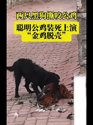 两只黑狗撕咬公鸡，没想到聪明的公鸡
竟然装死上演“金鸡脱壳”，等狗子反应过来，公