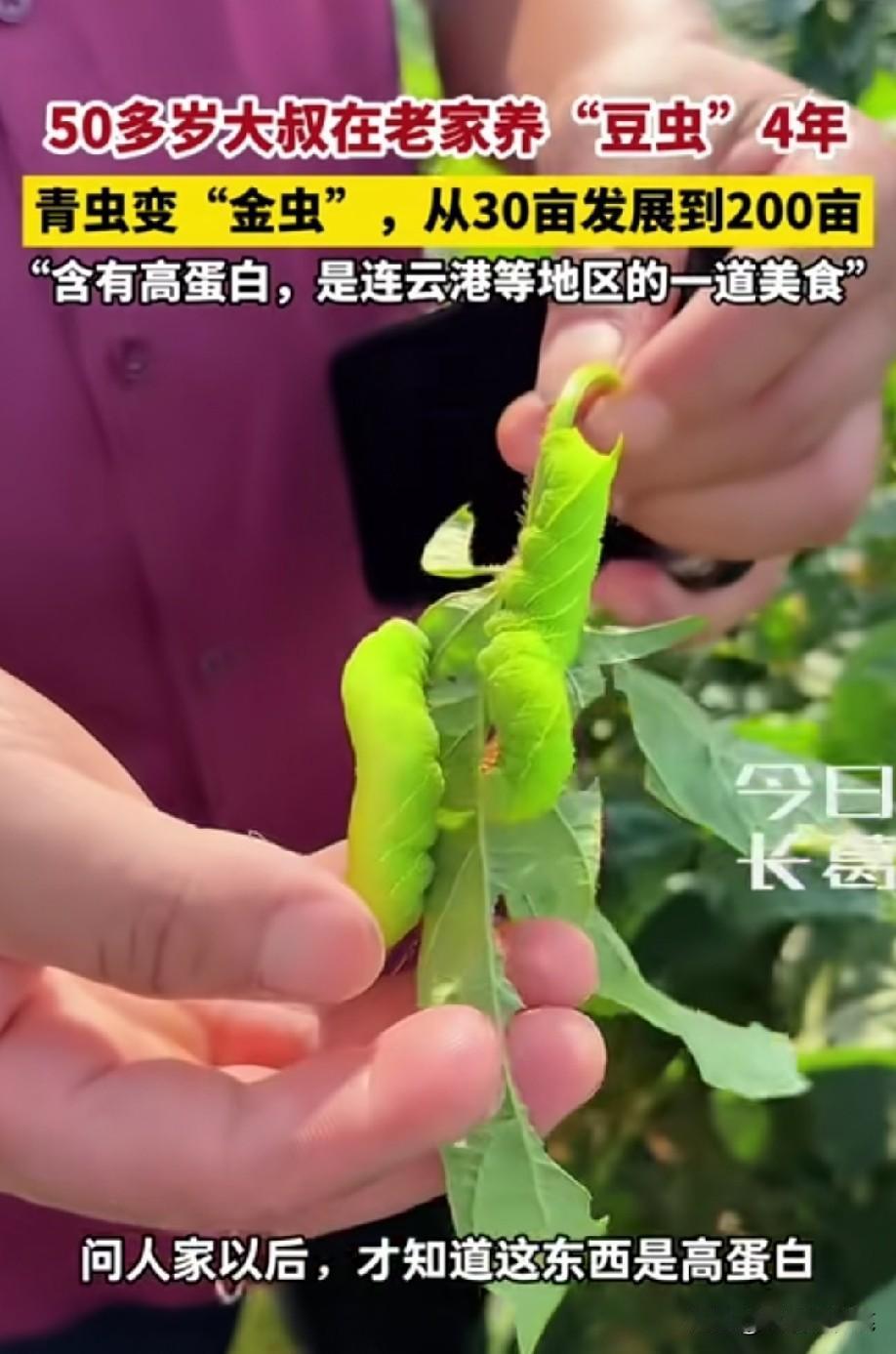 是毛毛虫吗？挺像的！