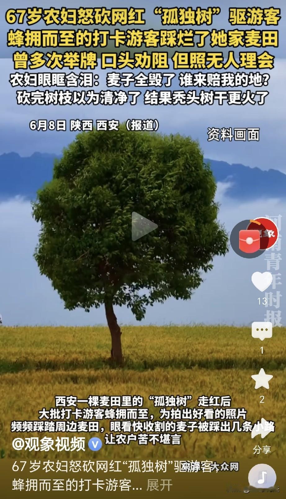 陕西西安，一67岁农妇发现，自从麦地里那棵树成了网红，游客蜂拥而至，把她家麦地全