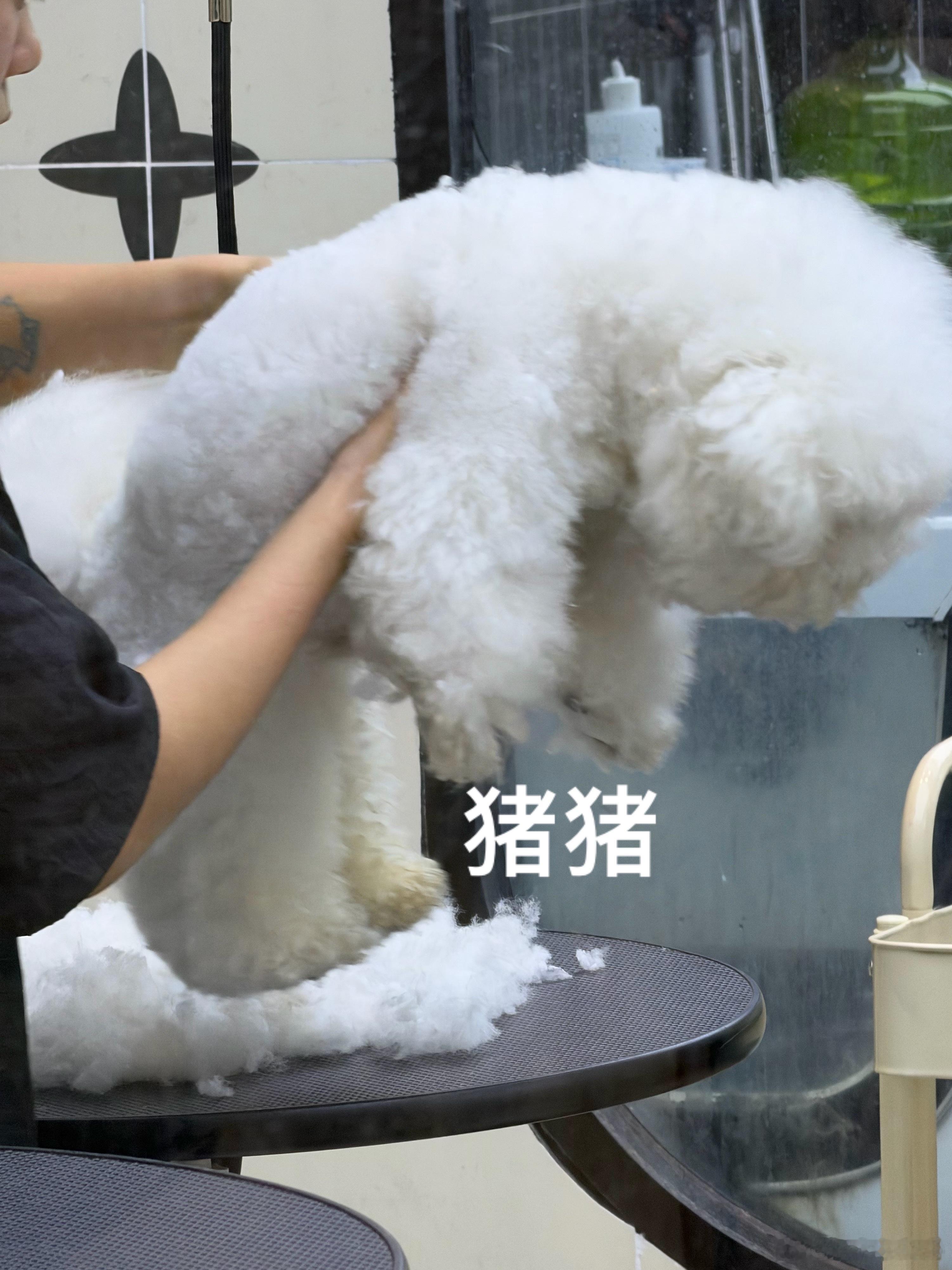 守护ku大头 ​​​