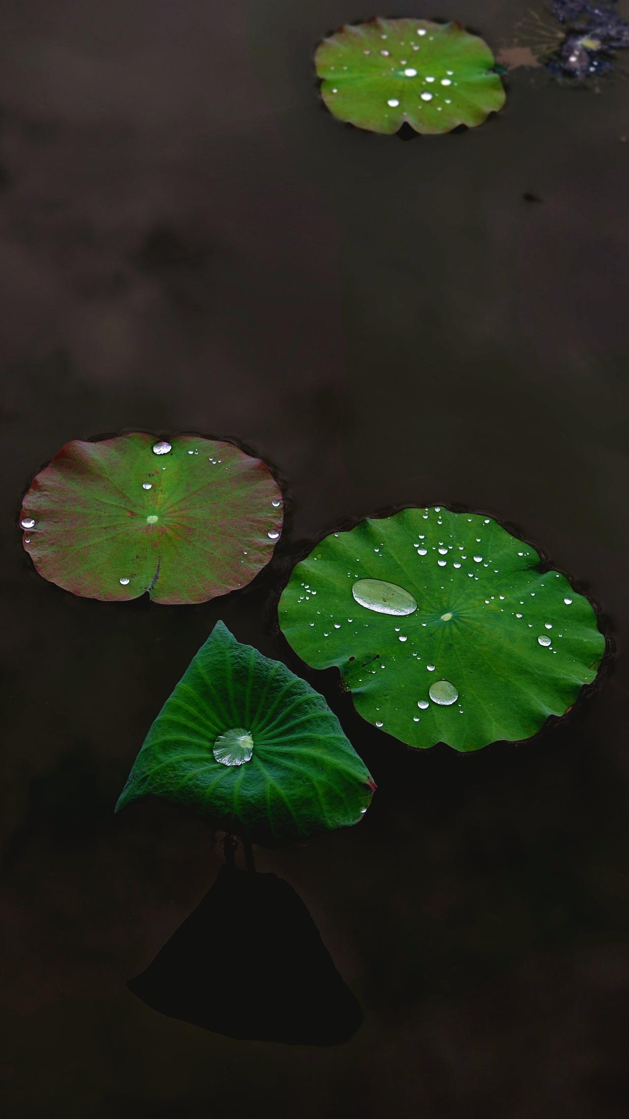 晒图笔记大赛《秋荷晨韵》