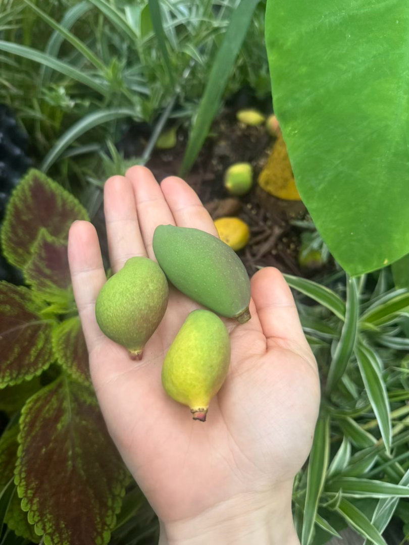 芒果越来越大了，不过现在落果也落得好厉害呀，每天都有好多果子掉还不知道最后能剩几