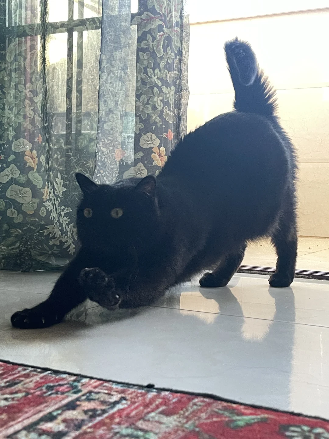 正在向你走来的是一只翘屁嫩猫