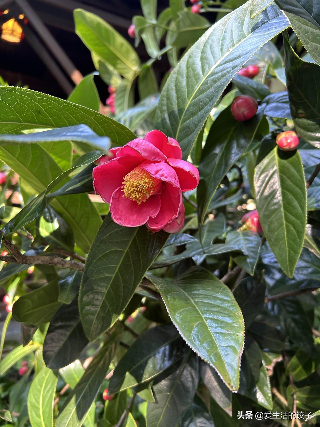 真的有姓“贼”的！啊！

去查了一下，还真是就是小偷那个“贼”，罕见稀有姓氏呢！