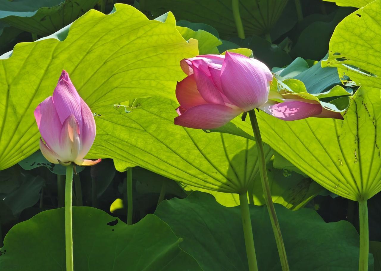 在一切变好之前，我们总要经历一些不开心的日子，这段日子也许很长，也许只是一觉醒来