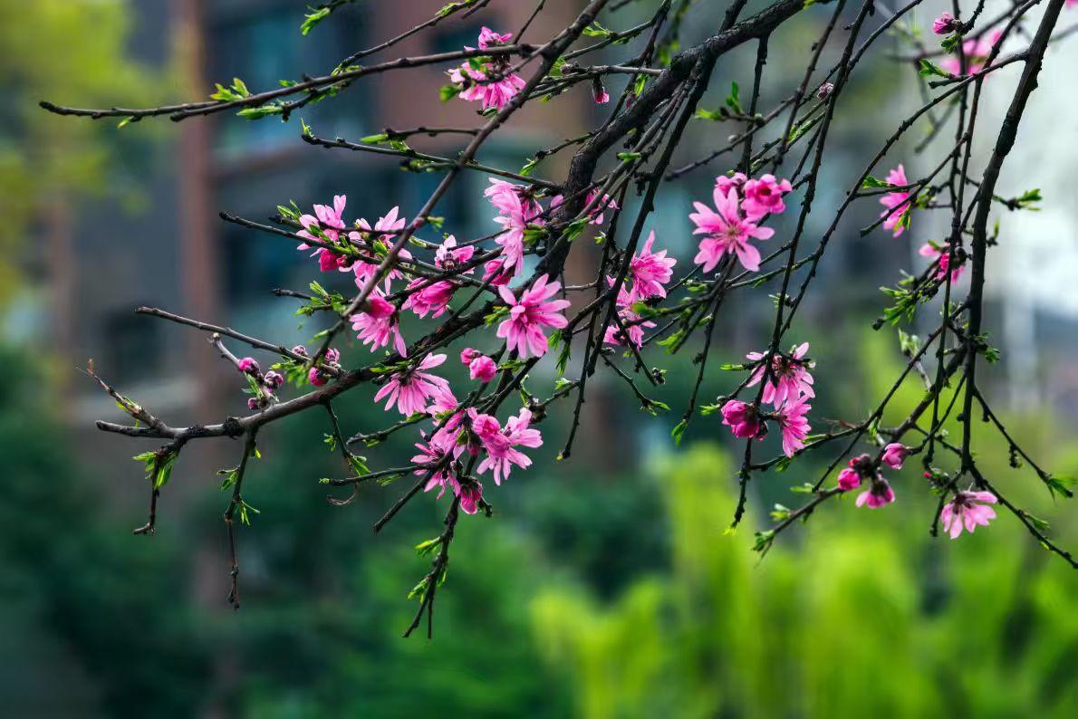 嫣红的碧桃缀满枝头，细碎的花瓣裹着春日的软风。不用刻意寻景，路边这一抹明媚，就足