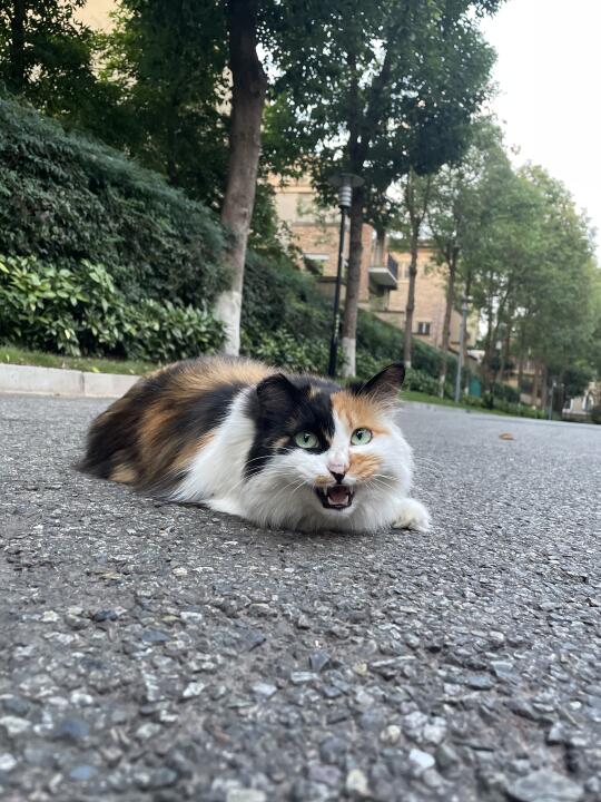 偶遇三花大美女