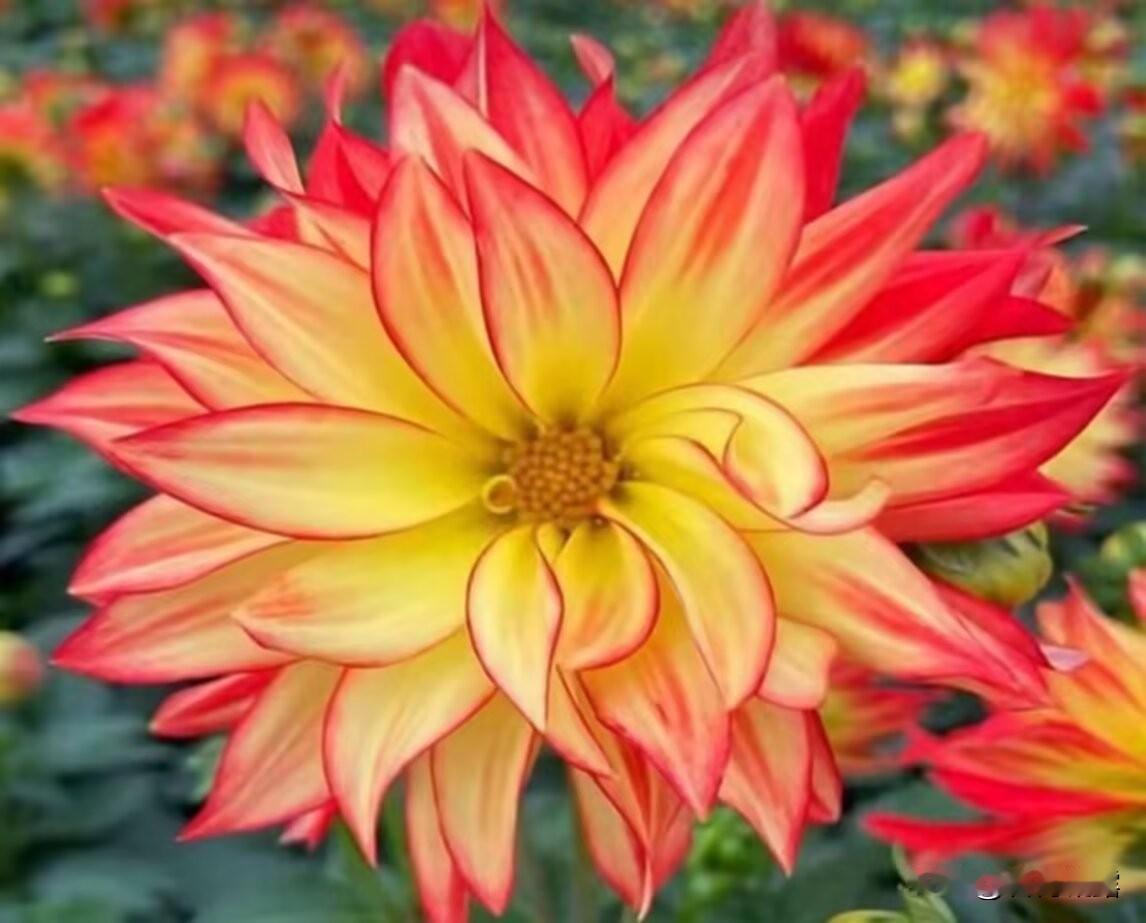 晒晒家乡的大丽花，大丽花被誉为花中皇后， 大丽花以其硕大艳丽、缤纷多彩，花朵大气