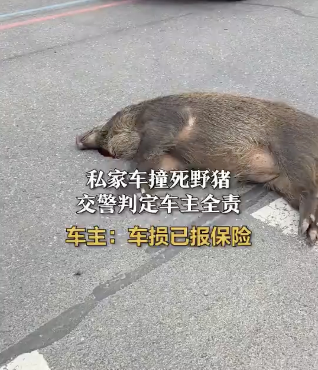 车主回应撞死野猪被判定全责 判定全责是对的，不然得找野猪家属说理去...
