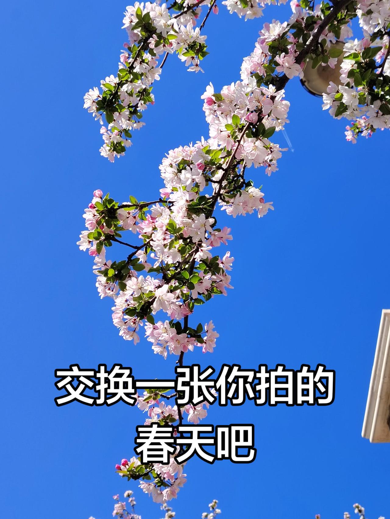 春天怎么能不拍花呢 交换你相册里拍的花 创作者中心 创作灵感