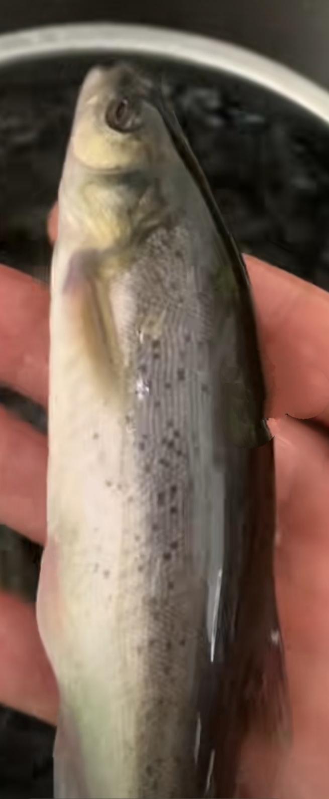 【柳根鱼】
柳根鱼身体光溜溜的，没有鱼鳞，像泥鳅。听说只有东北才有。今天网购了4