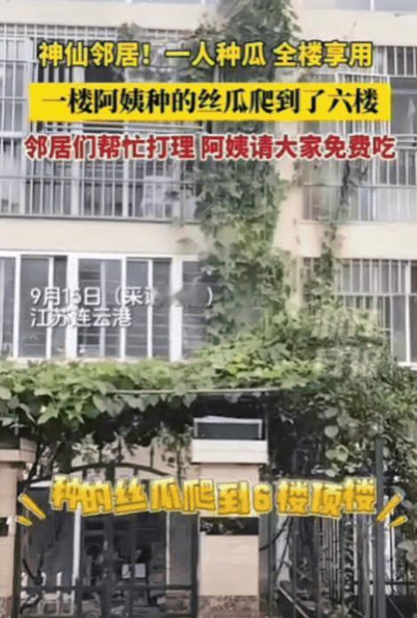 江苏连云港，一楼阿姨种的丝瓜，竟然一口气爬到了六楼，但却没有一人去破坏，甚至邻居