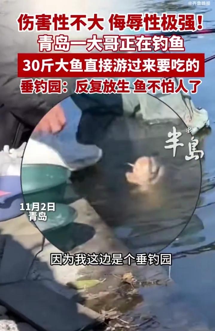 青岛垂钓园惊现“社牛”大鱼！30斤巨物主动上岸讨食，钓鱼大哥：这鱼钓得太有面子