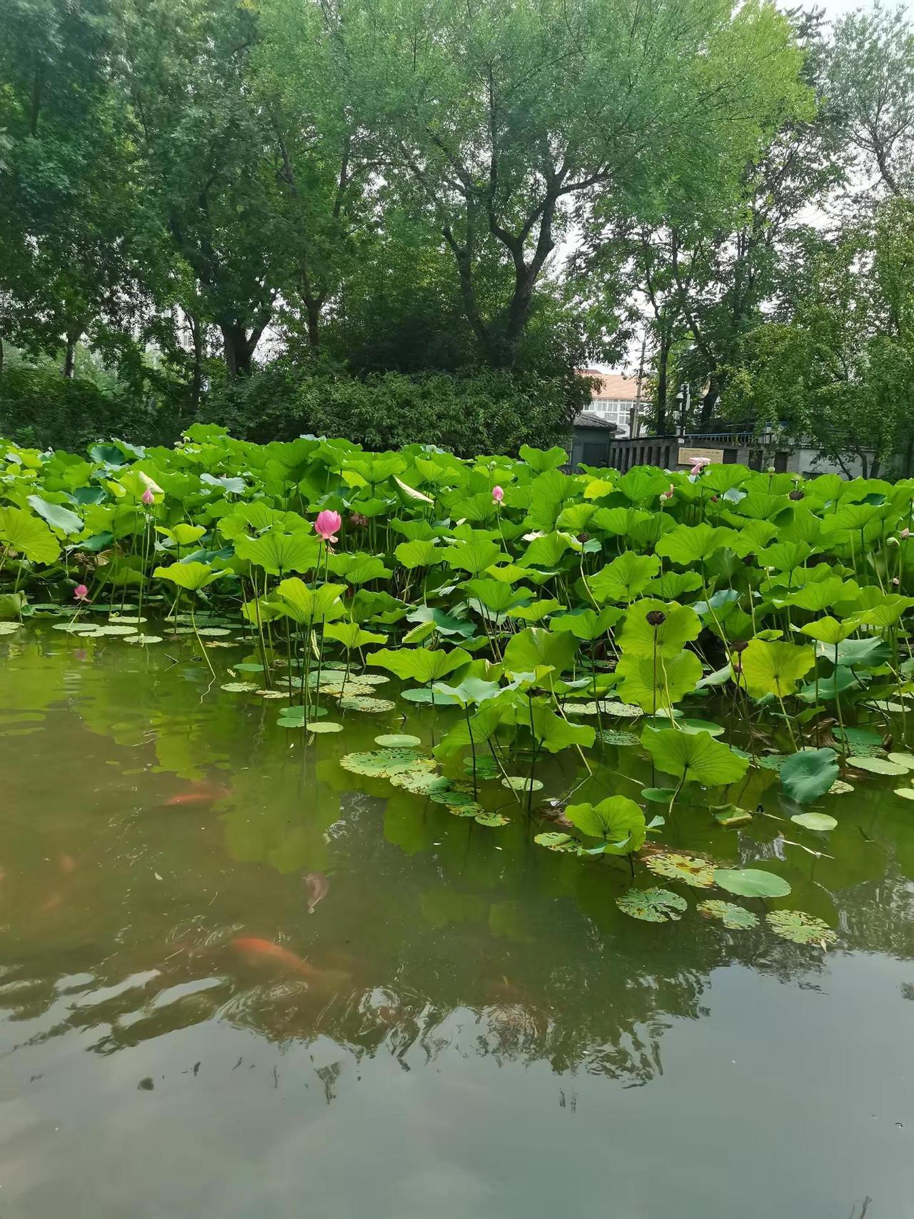 休闲池畔时光