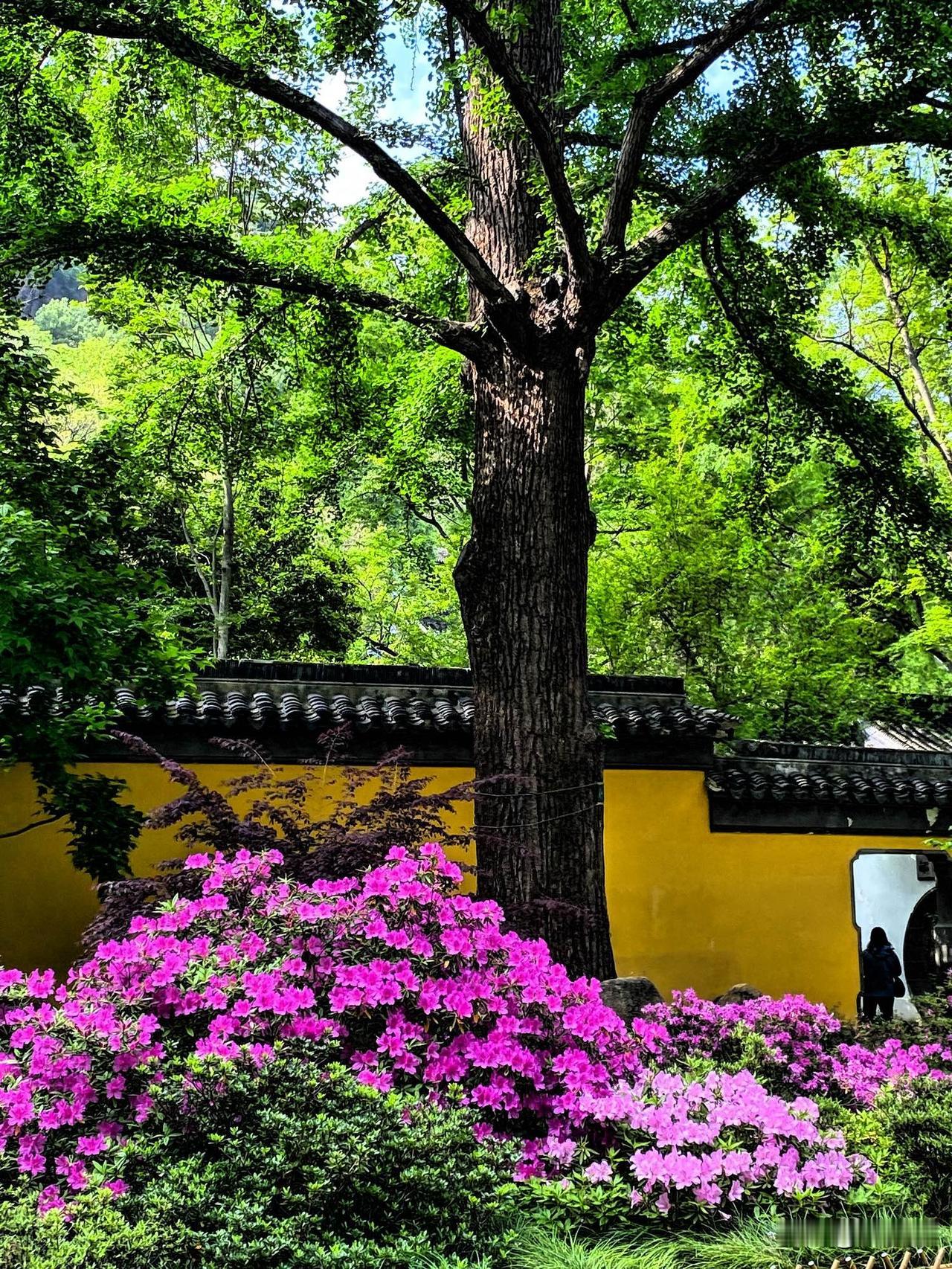 春天低吟浅唱优雅
黄墙蓝天万紫千红