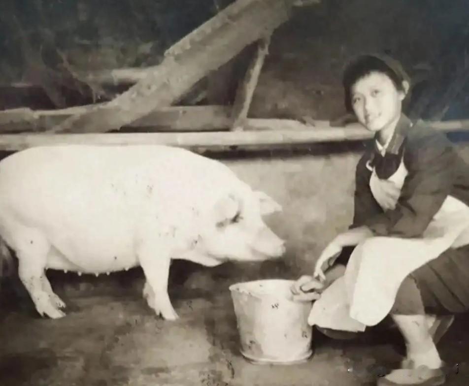 部队有没有女兵养猪的（饲养员）？前几天，笔者发一帖子，配了一张一位穿65式军装女