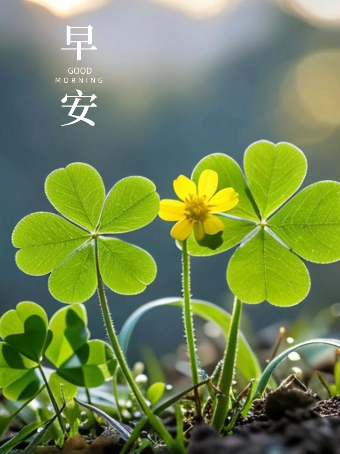 生活要尽心，用心 也要开心，随心 愿心怀豁达，处处安宁！[太阳] ​​​