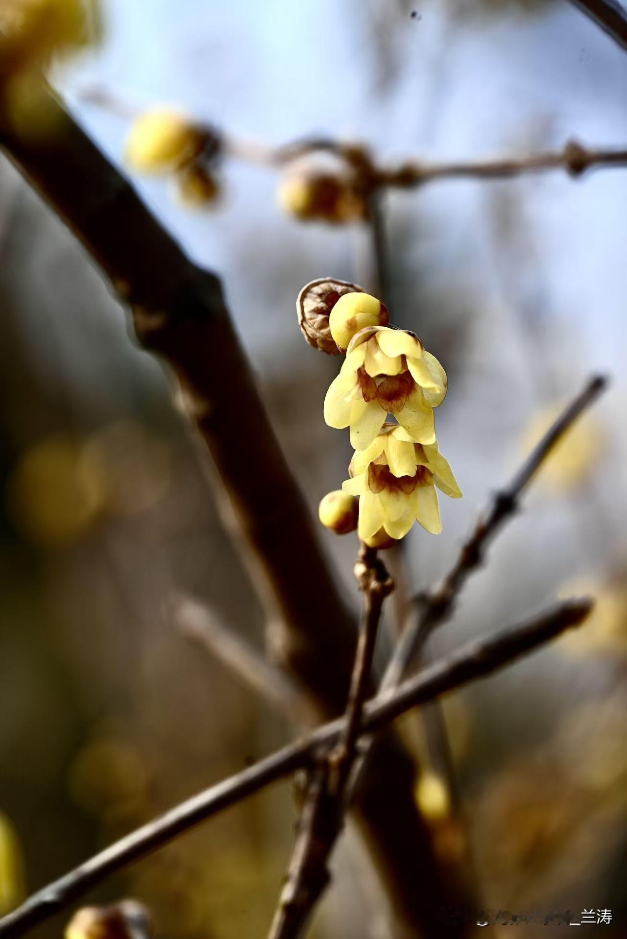 寒冬腊月，腊梅盛开，那一抹金黄实在太治愈啦！