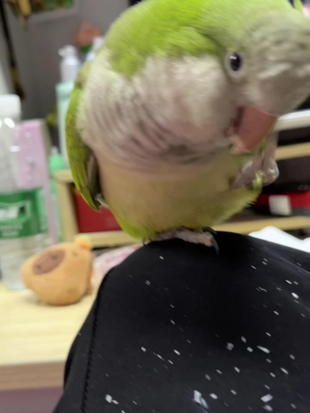 人！过来！
