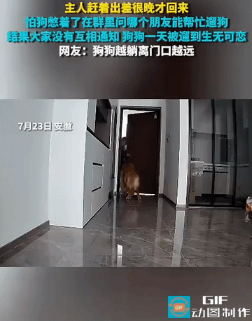 笑发财了！安徽一位铲屎官出差晚归，担心自家狗子憋坏了，贴心发群喊话：“谁有空帮我