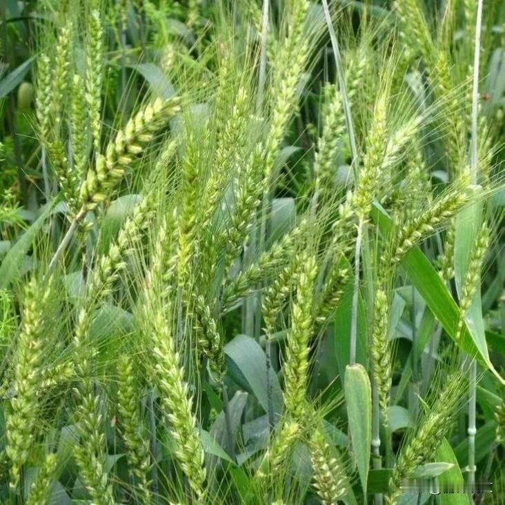 4—5月天气乱变，小麦这3种病一定要盯紧





最近这天气真叫人摸不透！
4