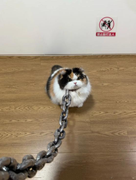 不要可怜任何一只被栓起来的猫  小猫开爱心车把高考生送进网吧小猫过马路肘击老头小