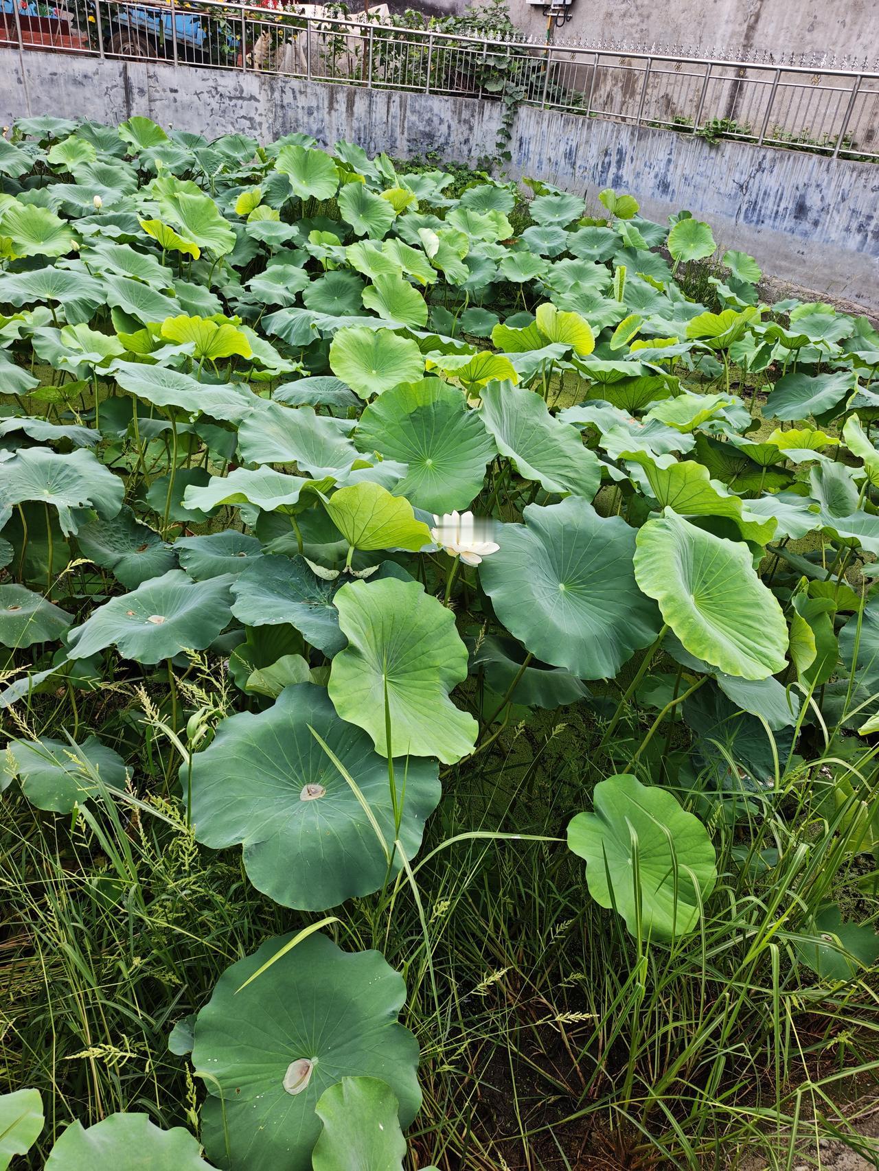荷花几月出芽南方及长江流域：3月底至4月初，当水温稳定在13℃以上时就会开始萌芽