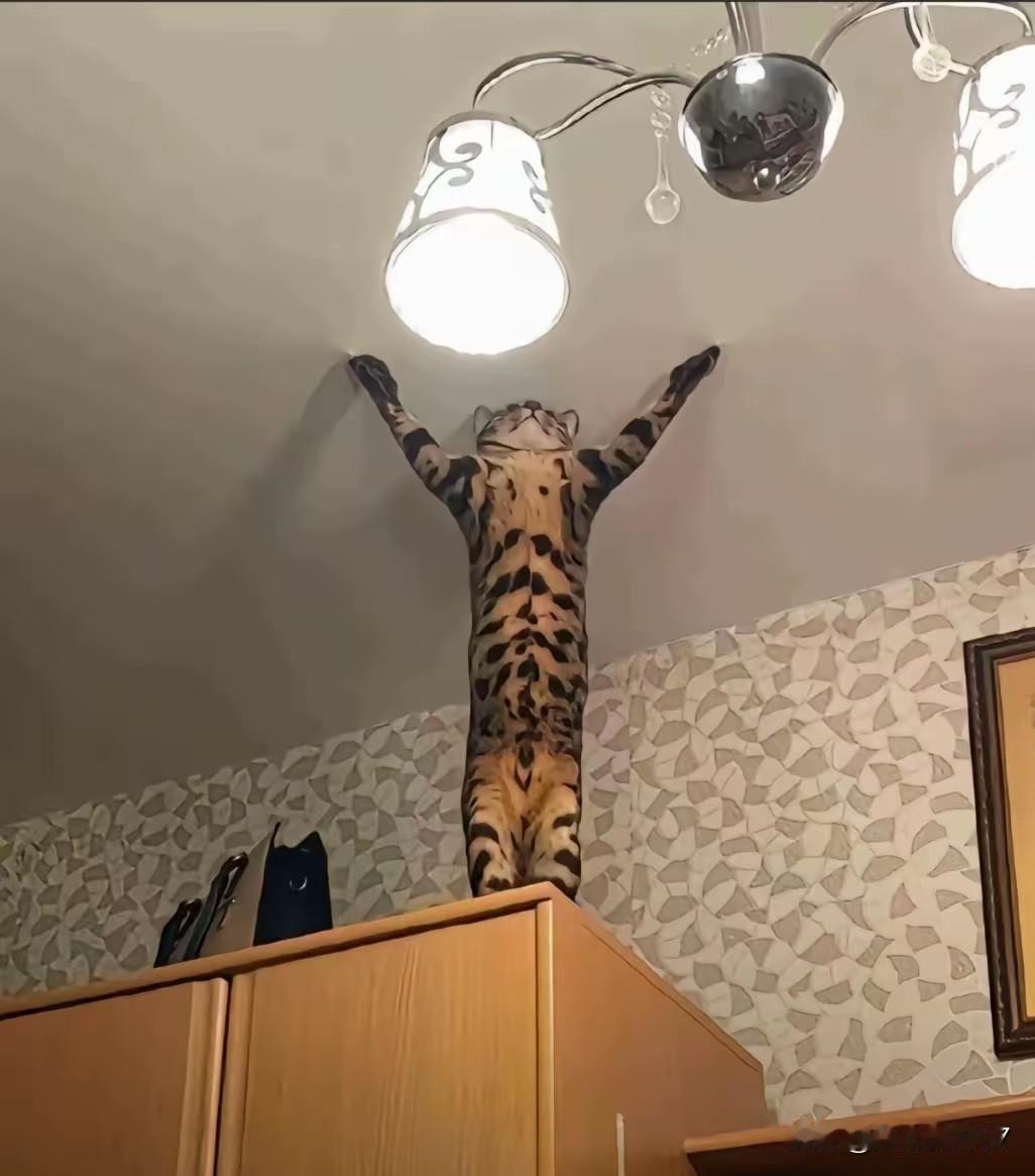 网友家的小猫咪每天忙得停不下来，练就了一身“绝活”：
稳稳站在柜子顶上，两只前爪