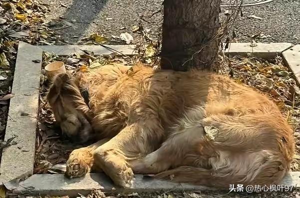 树坑里的金毛再也没等到主人，那道勒进肉里的绳印，看哭了所有人
 
远远瞧见树坑旁