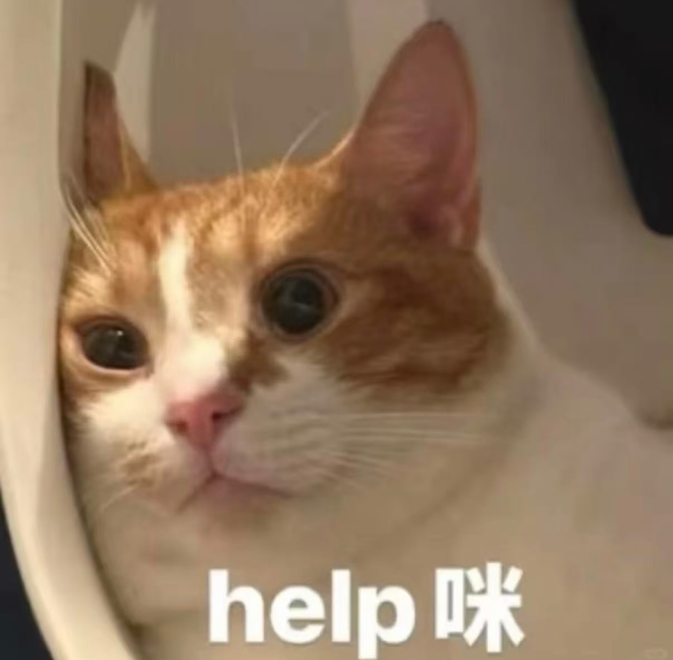明天rs词条已预订，我要求救。 