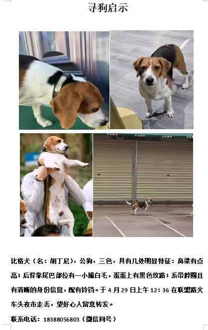 昆明寻狗启示