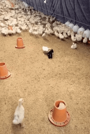 鹅宝宝无组织无纪律。于是买了一只刚满月不久的狗宝宝来协助管理鹅群。没想到小狗子似