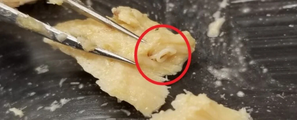 今天要来点生物学吗？ 几十年前保存下来的 过期罐装三文鱼，意外成了一个“生态档案