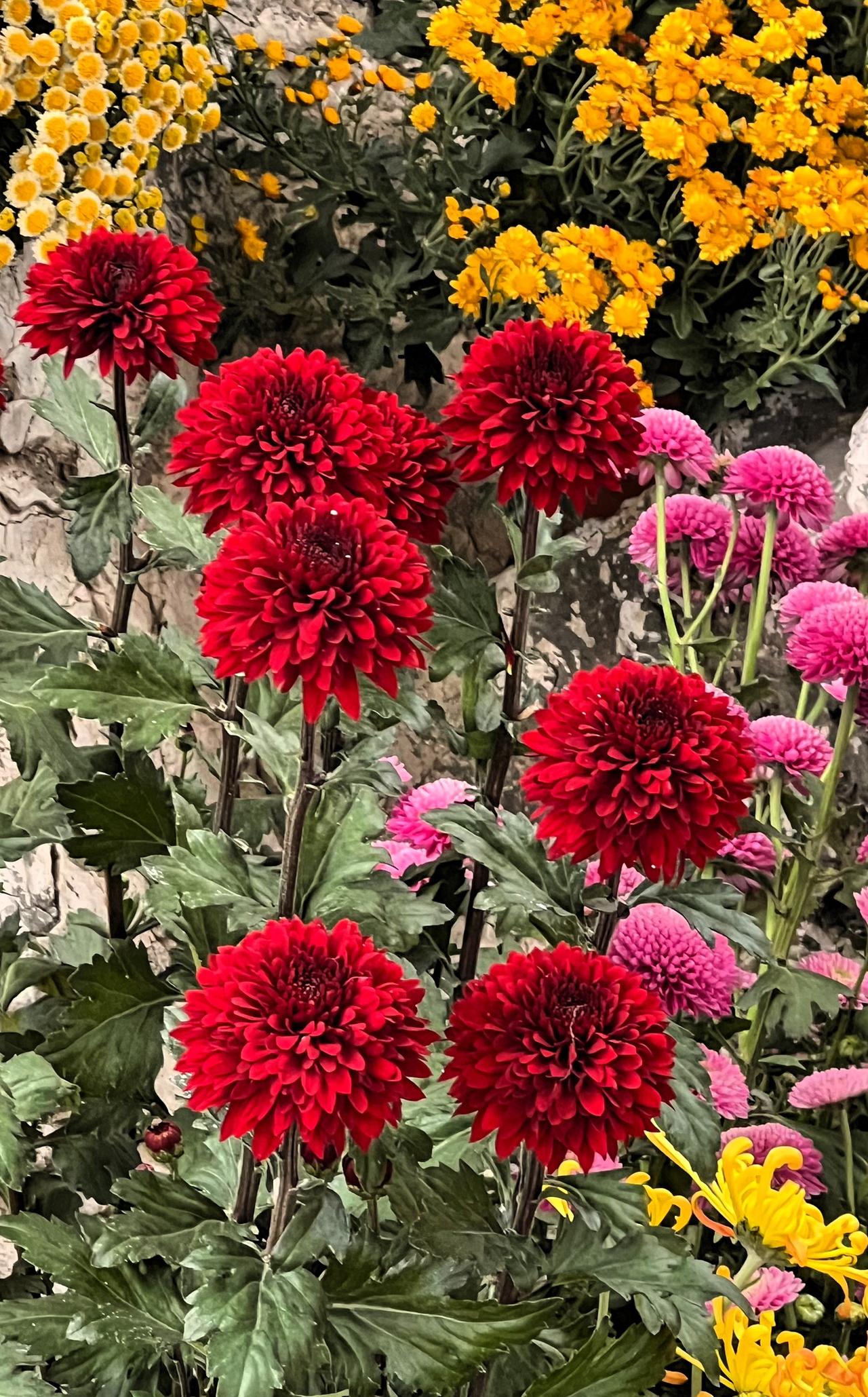 【原创】温室里的花朵，色彩绚丽，红艳似火，花团锦簇，靓丽迷人。