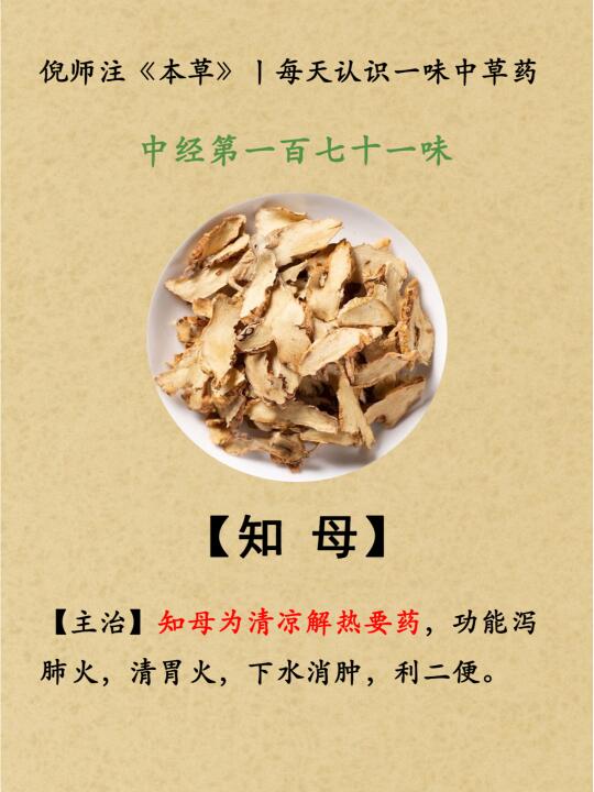 清凉解热丨中经第171-知母