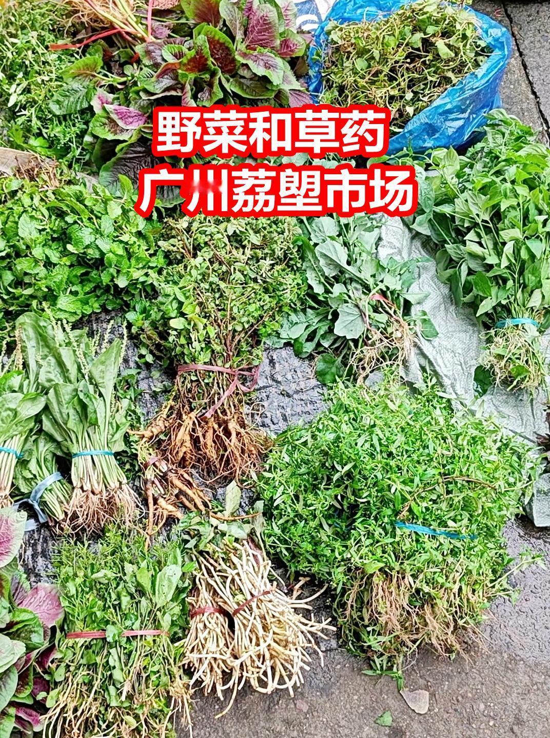 广州荔塱，草药和野菜记录，2026.08.15。

1、塘葛菜，正名：蔊（hàn