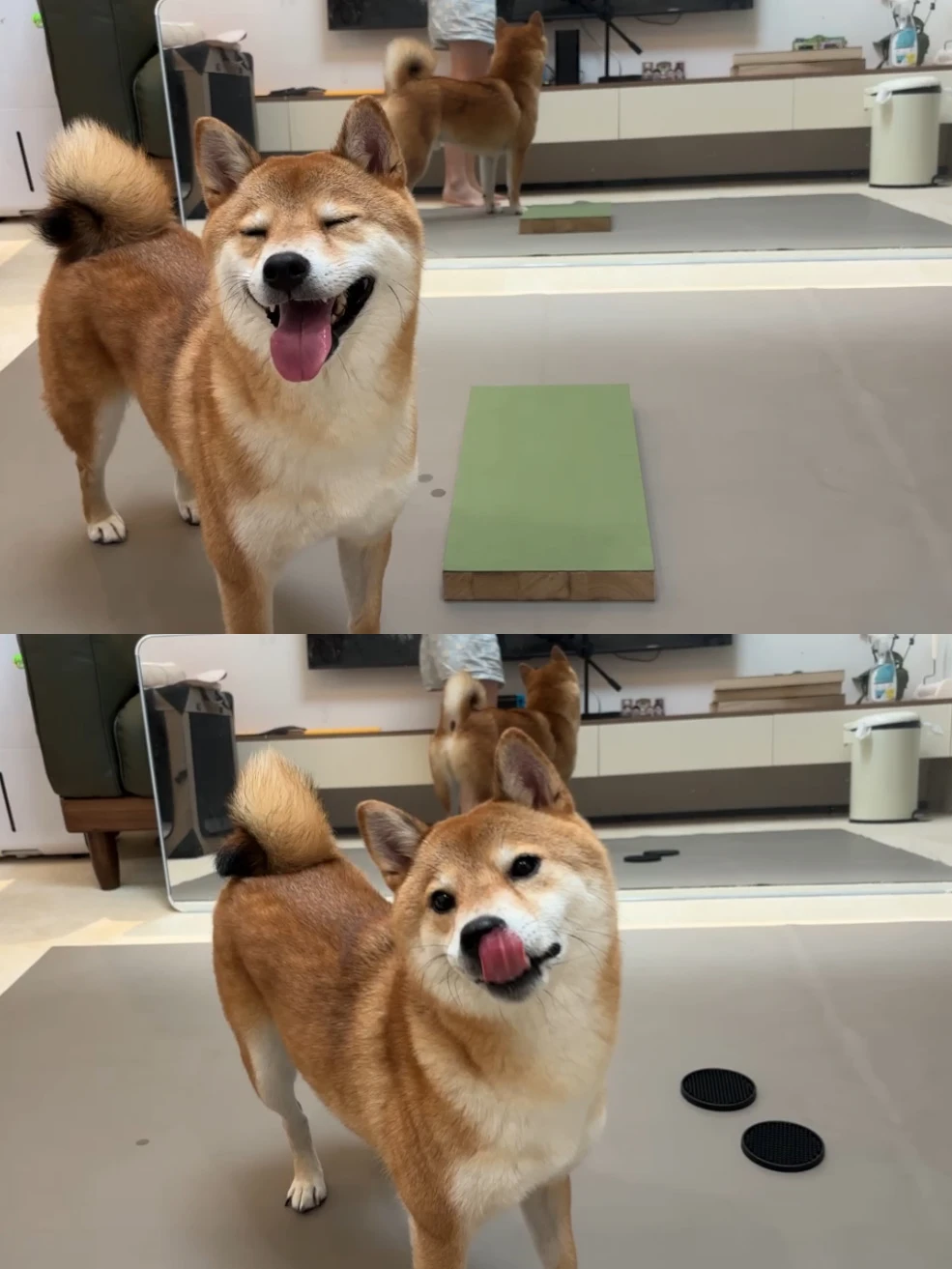 抱母碎碎念🧩关于犬健身&四脚衣对身体影响