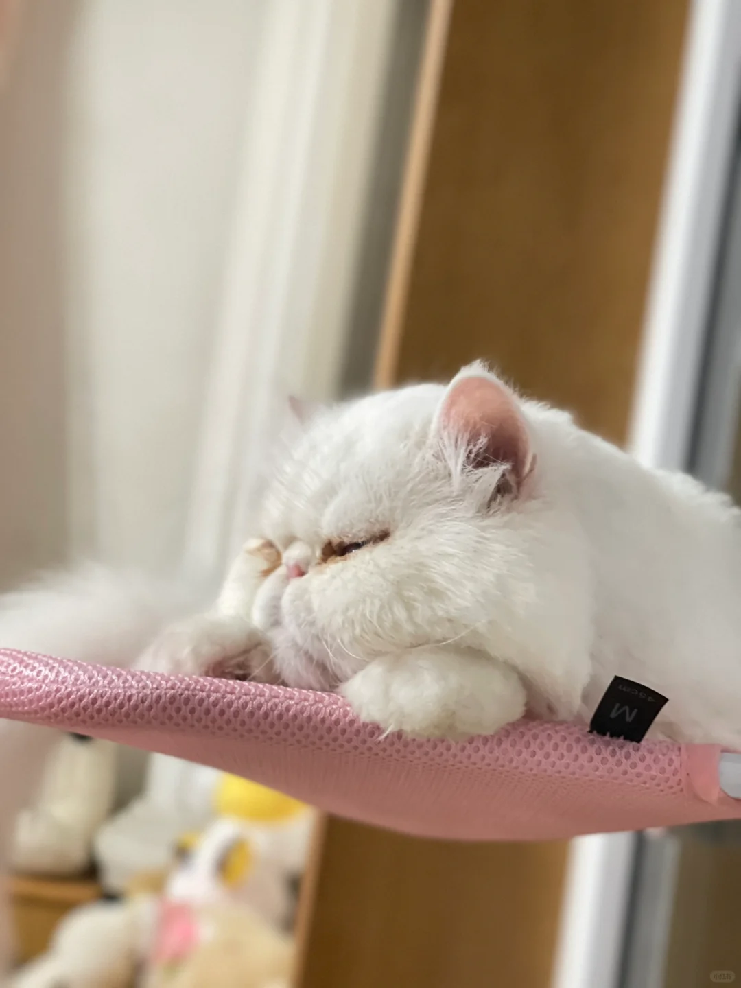 他好舒服，赞过100把他弄醒🤭