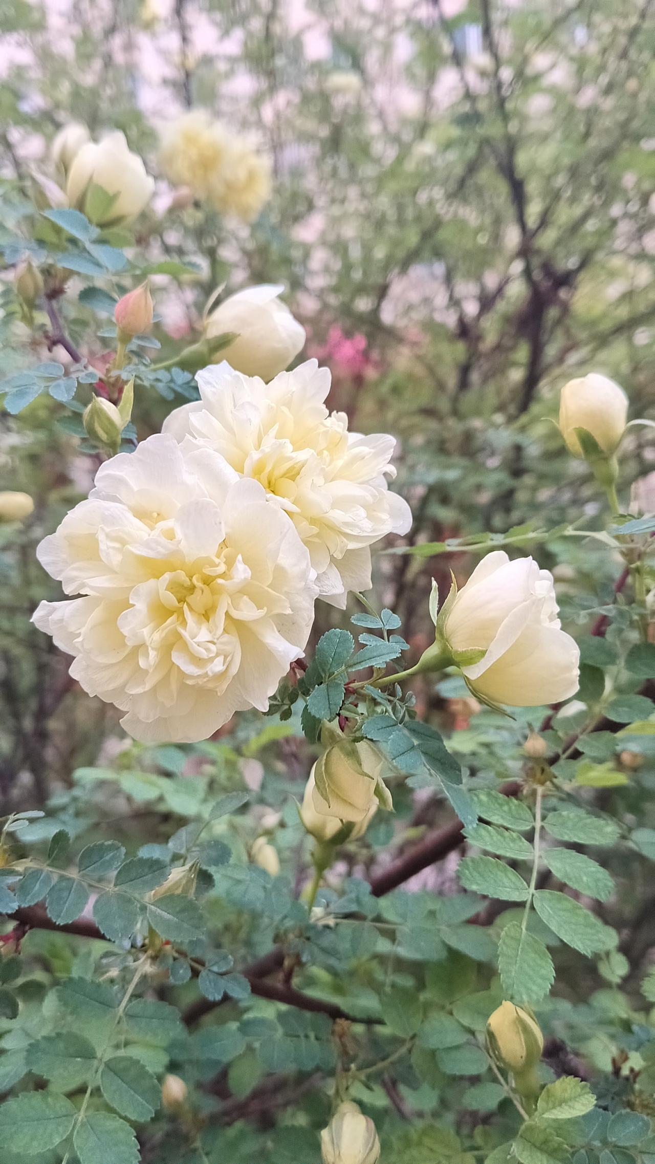 玉树琼花映碧空，芳华似锦绣春风。在这如梦如幻的美景中，每一朵花、每一株草都像是大