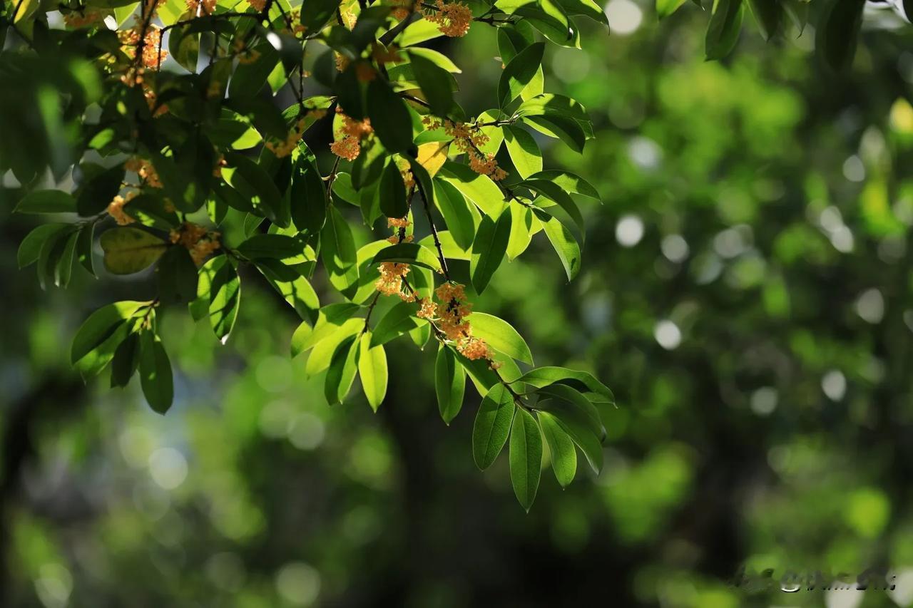 桂林公园桂花香
#记录秋日生活点滴# #分享你手机中的花花草草#