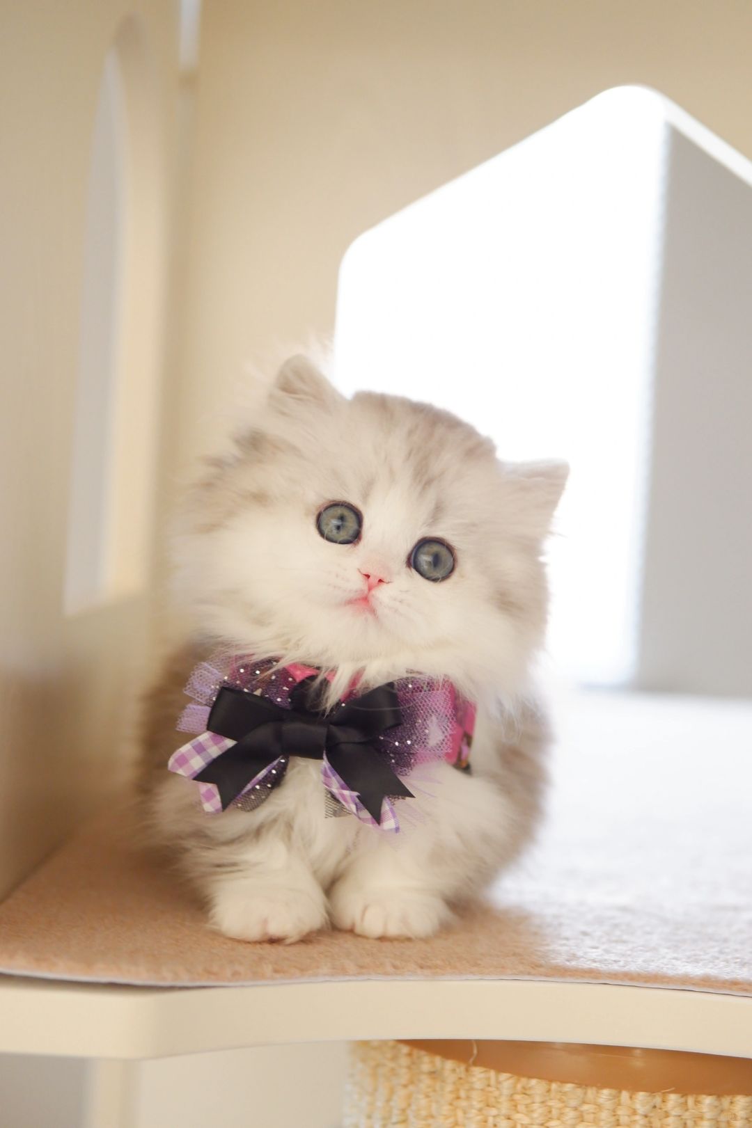这不是仙女什么是仙女 银白米努特矮脚猫