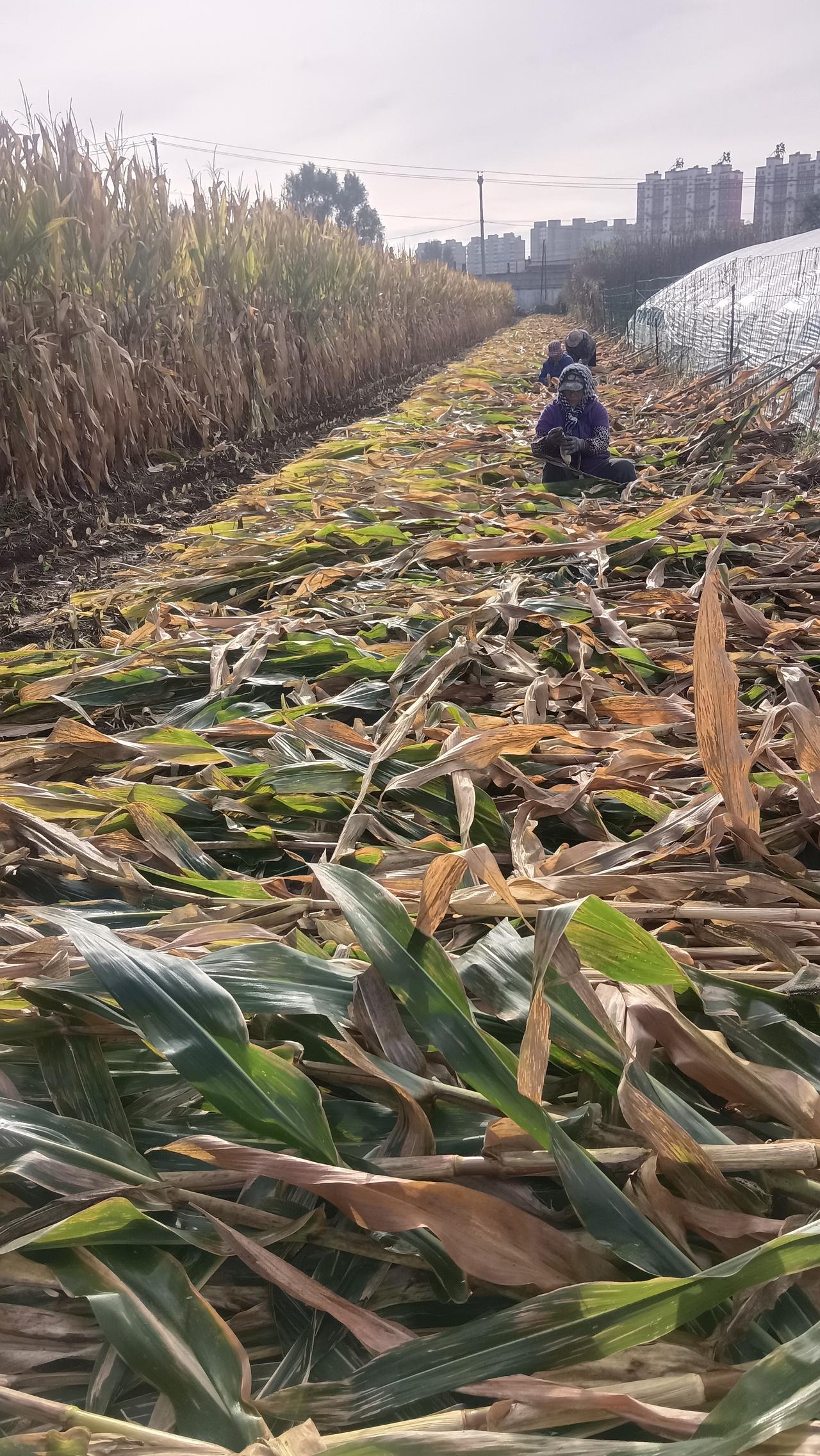 标题：国庆回家，下地帮爸妈扒苞米🌽
国庆假期没有去远方游玩，回到老家的玉米地，