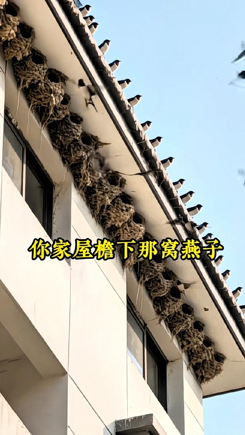 你们家房檐下，有没有住过燕子？

燕子是益鸟，是人类的朋友。几千年来，全中国的老