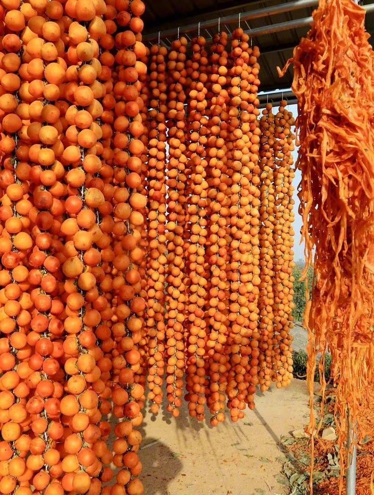 好“柿”连连，好“柿”多多 ... ​​​